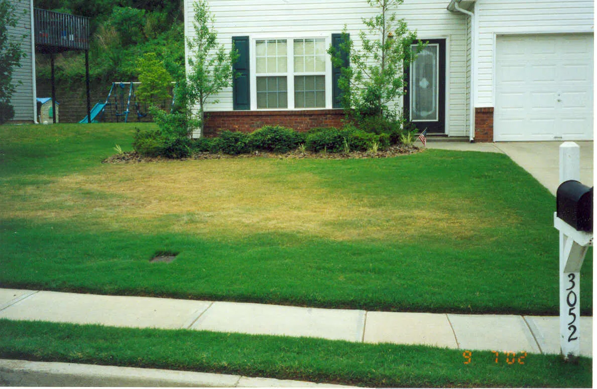 Quick Tip How Do I Get Brown Spots out of my Zoysia Lawn? The